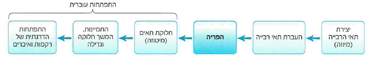 (בספר תמונה 1)